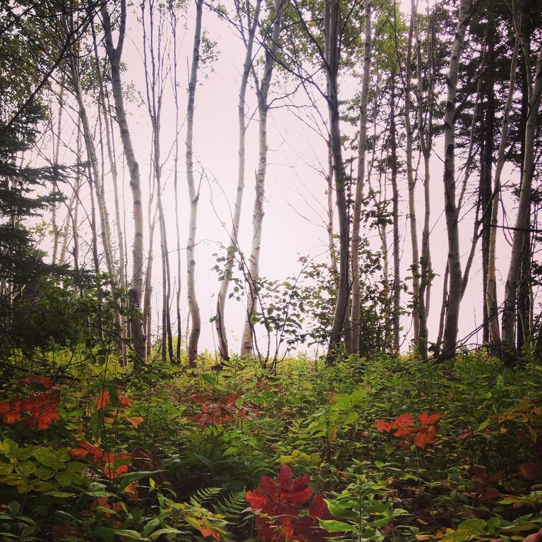 Breton Cove Farmhouse Guest House Indian Brook ภายนอก รูปภาพ